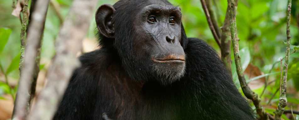 Chimp trekking in Kibale Forest