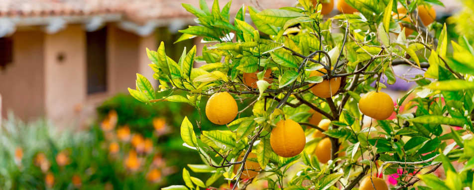 Rancho Valencia Resort & Spa- 36