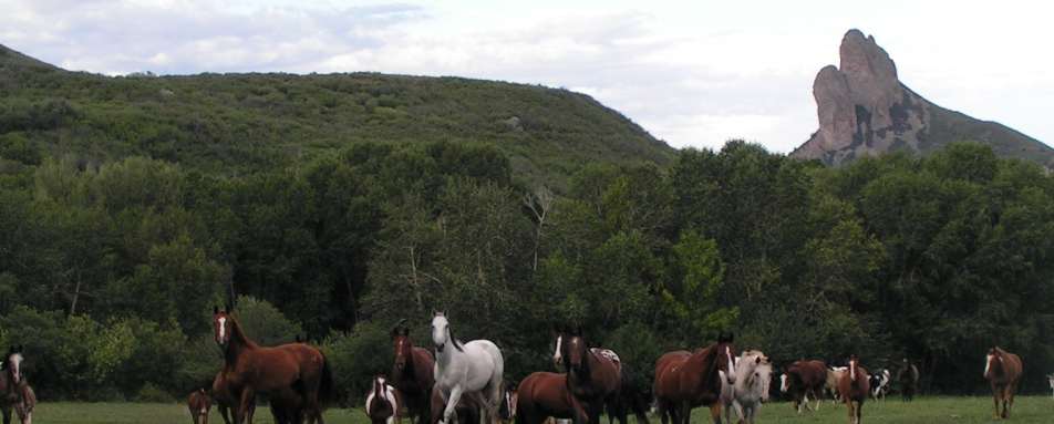 Horses at the Ranch - Smith Fork Ranch
