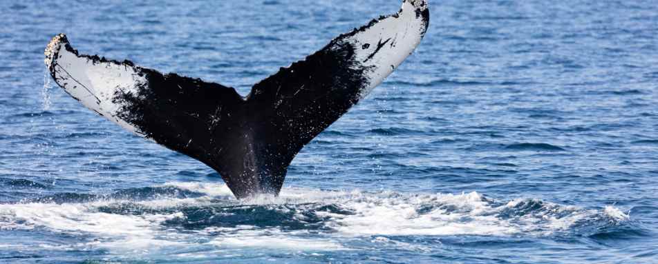 Whale Watching - Wequasset Resort and Golf Club