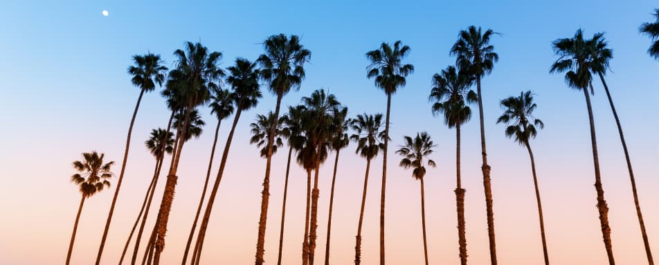 Palm Trees  
