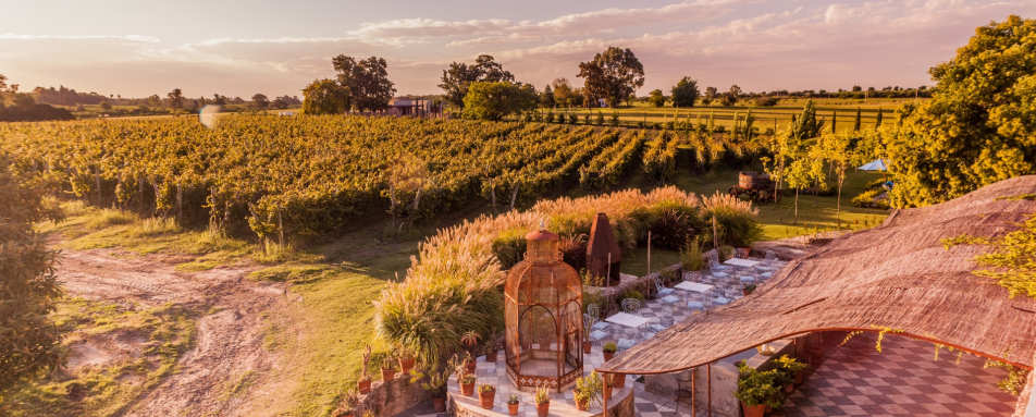 Vineyard - Finca Narbona