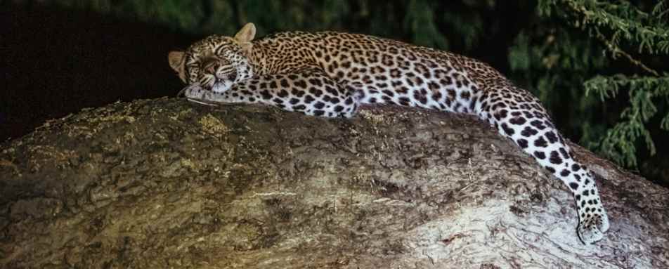 Evening Safari 