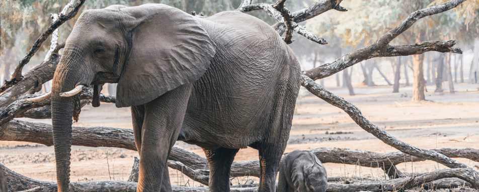 Elephant 