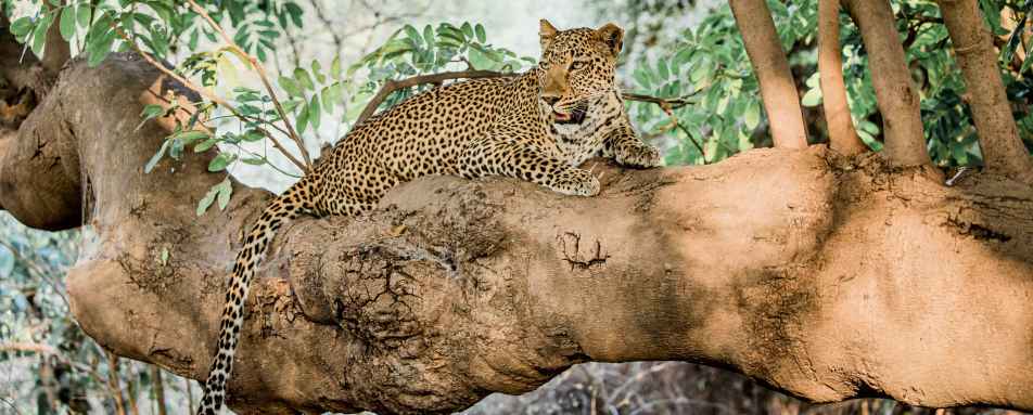 Kafunta River Lodge- 14
