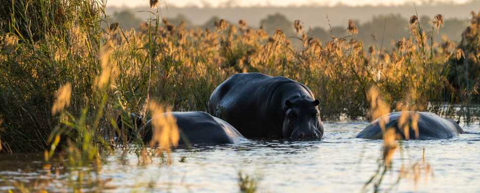 Mukwa River Lodge- 44