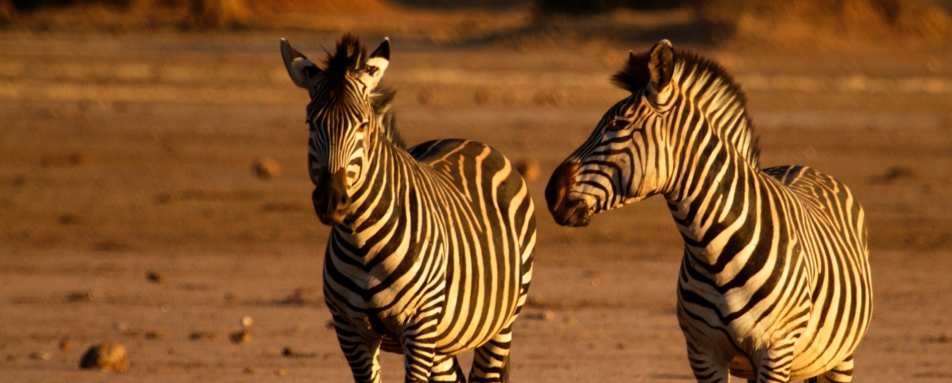 Zebra - 