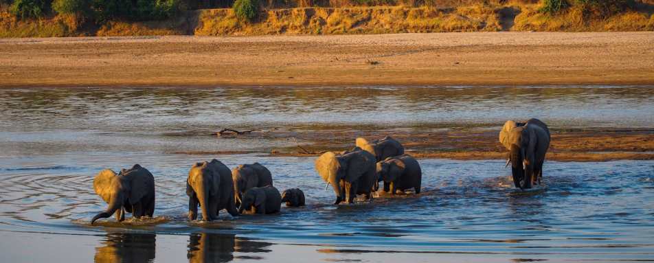 Elephants crossing the Luangwa River - Classic Zambia and Malawi