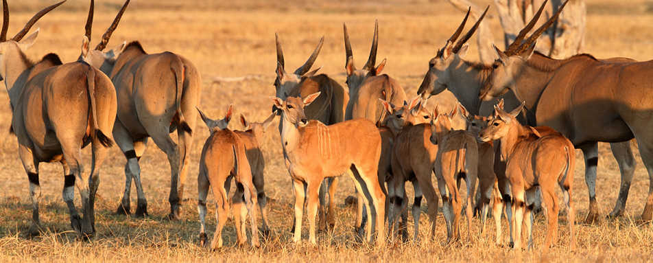Bomani Tented Lodge- 39