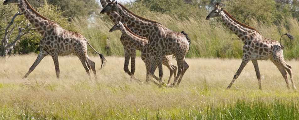 Bomani Tented Lodge- 56