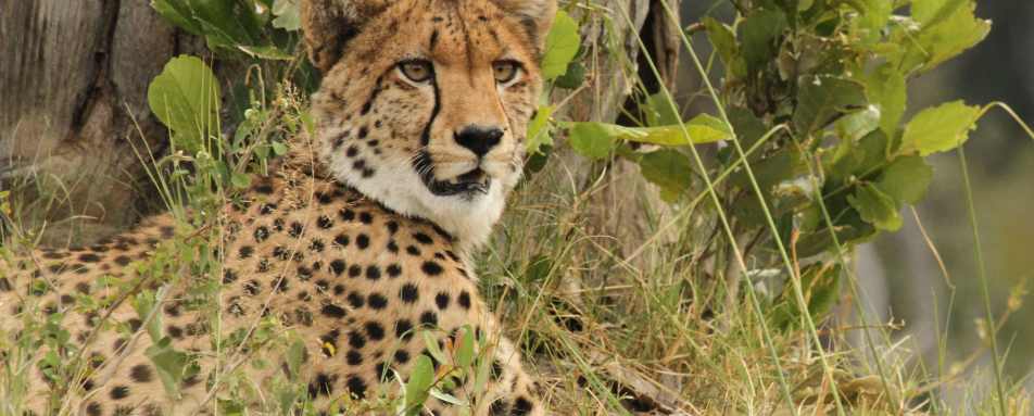Bomani Tented Lodge- 34