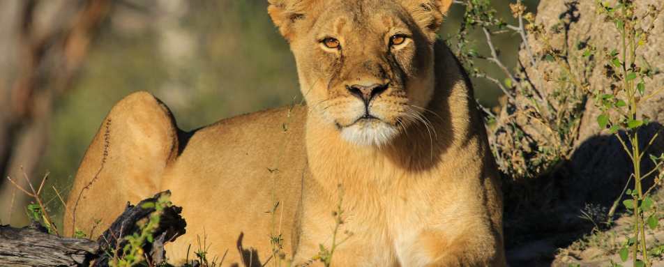 Bomani Tented Lodge- 52