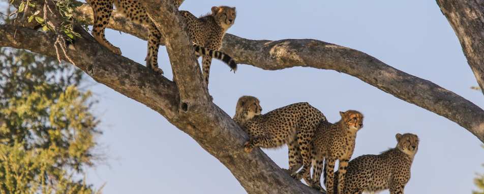 Bomani Tented Lodge- 53