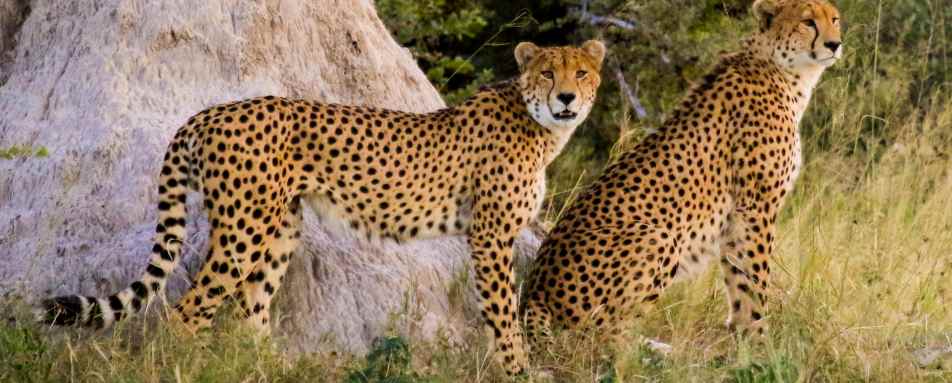 Bomani Tented Lodge- 54