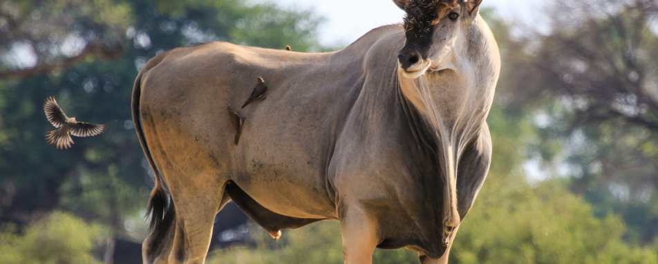 Bomani Tented Lodge- 45