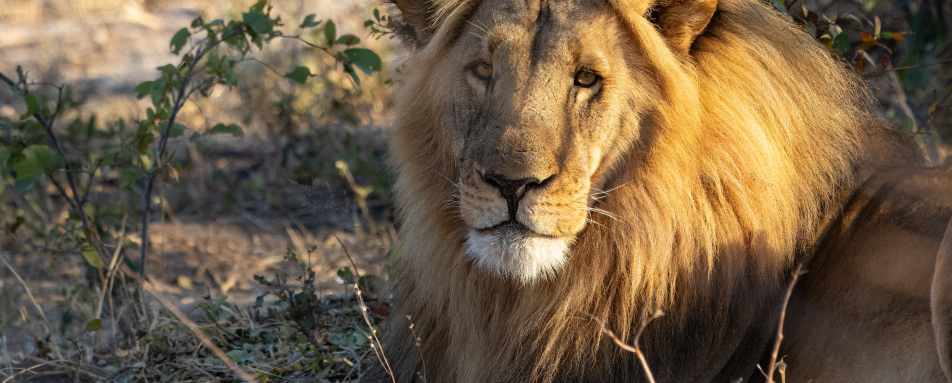 Nehimba Lodge- 24
