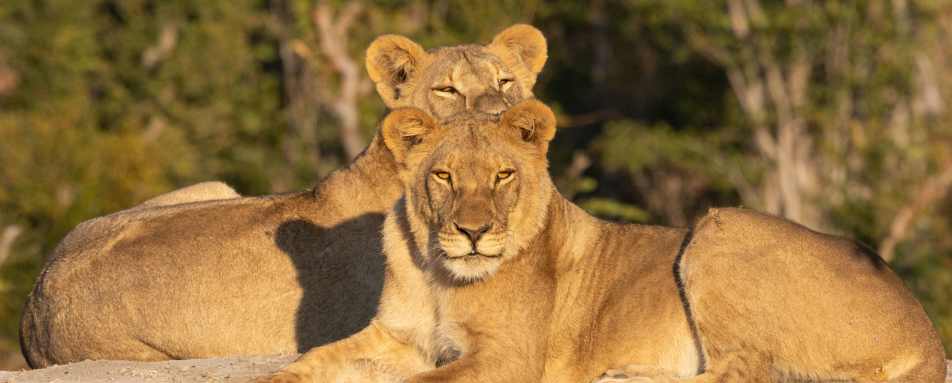 Nehimba Lodge- 25