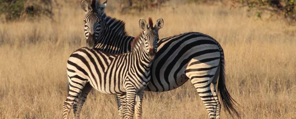 Nehimba Lodge- 39