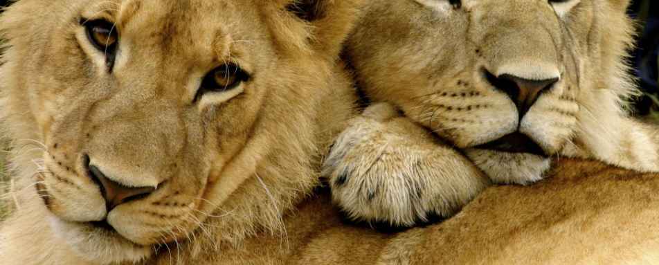 Young lion pair - Zimbabwe in style