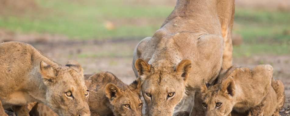Lion Pride
