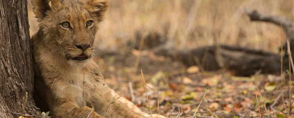 Lion in Hwange
