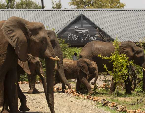 Old Drift Lodge