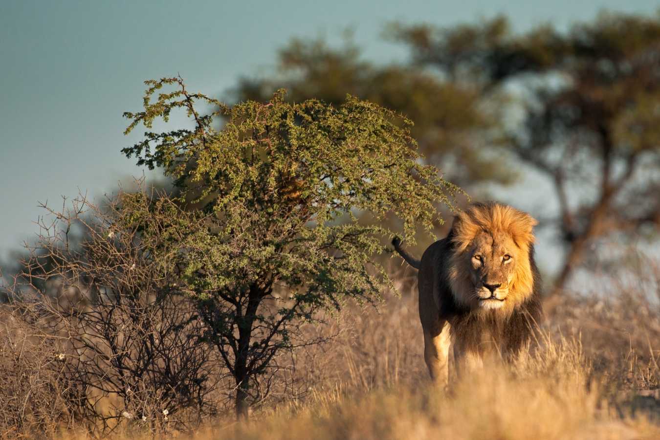 Black maned lion - Makgadikgadi and the Kalahari 