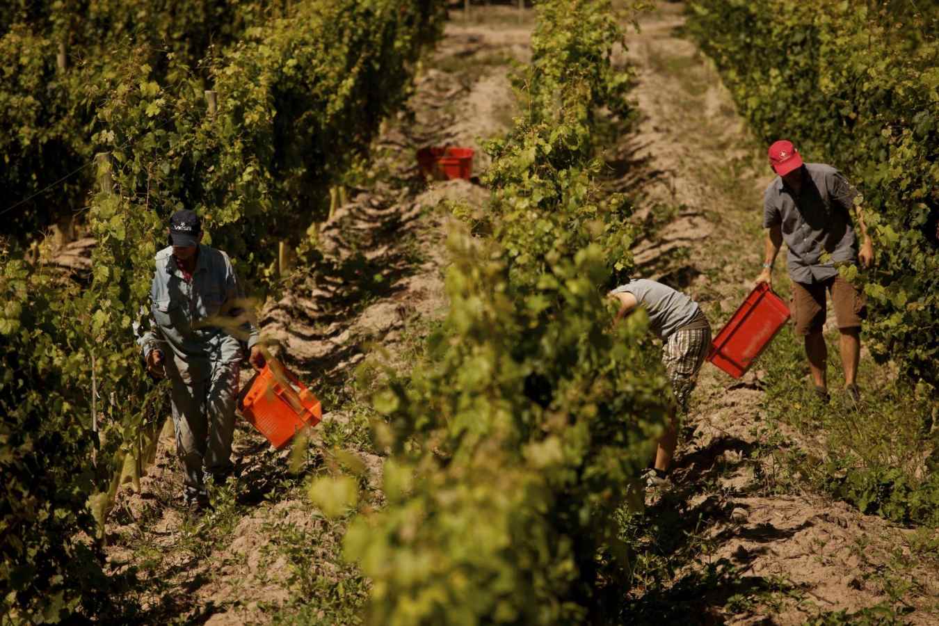 Harvesting - Entre Cielos