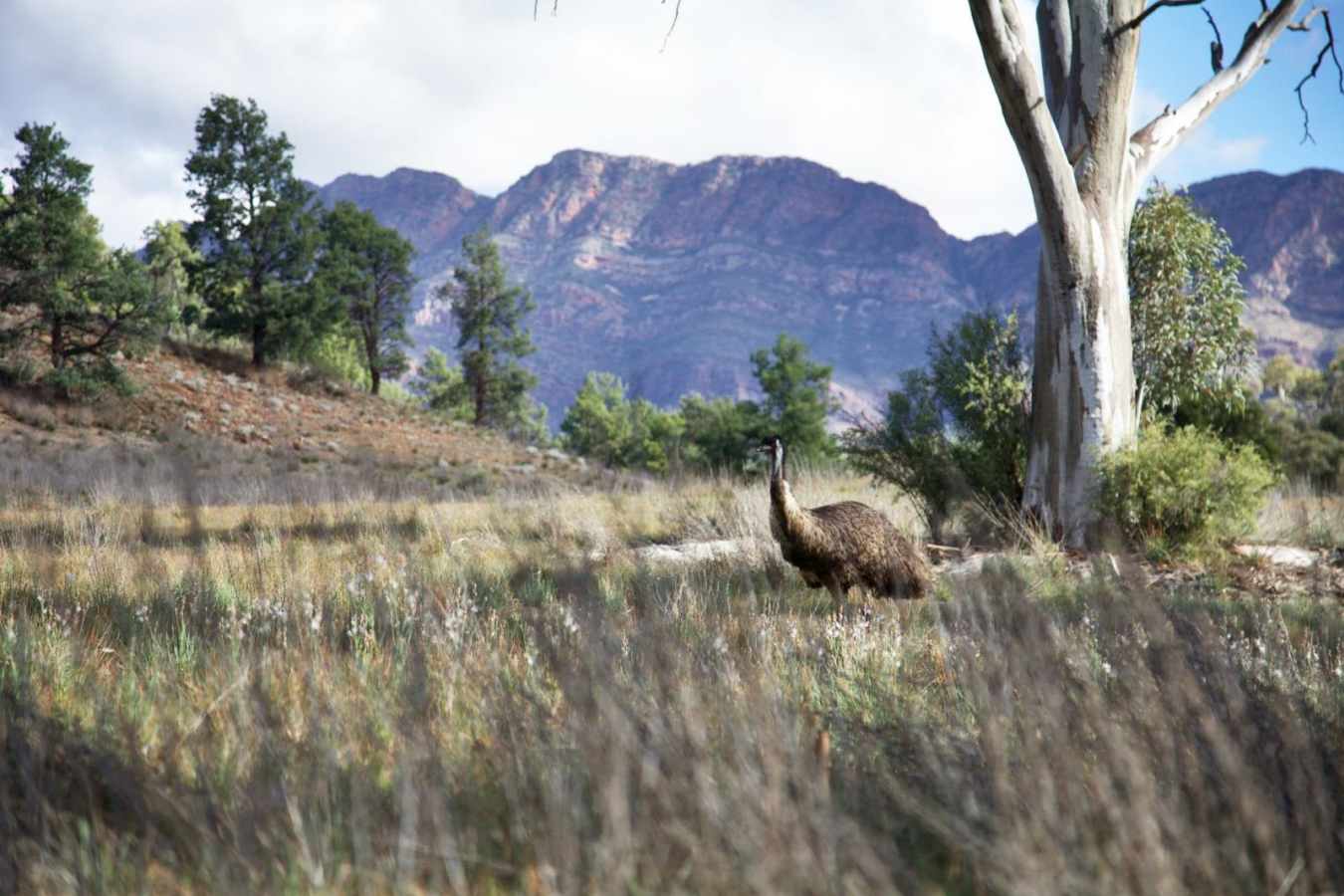 Emu - Arkaba