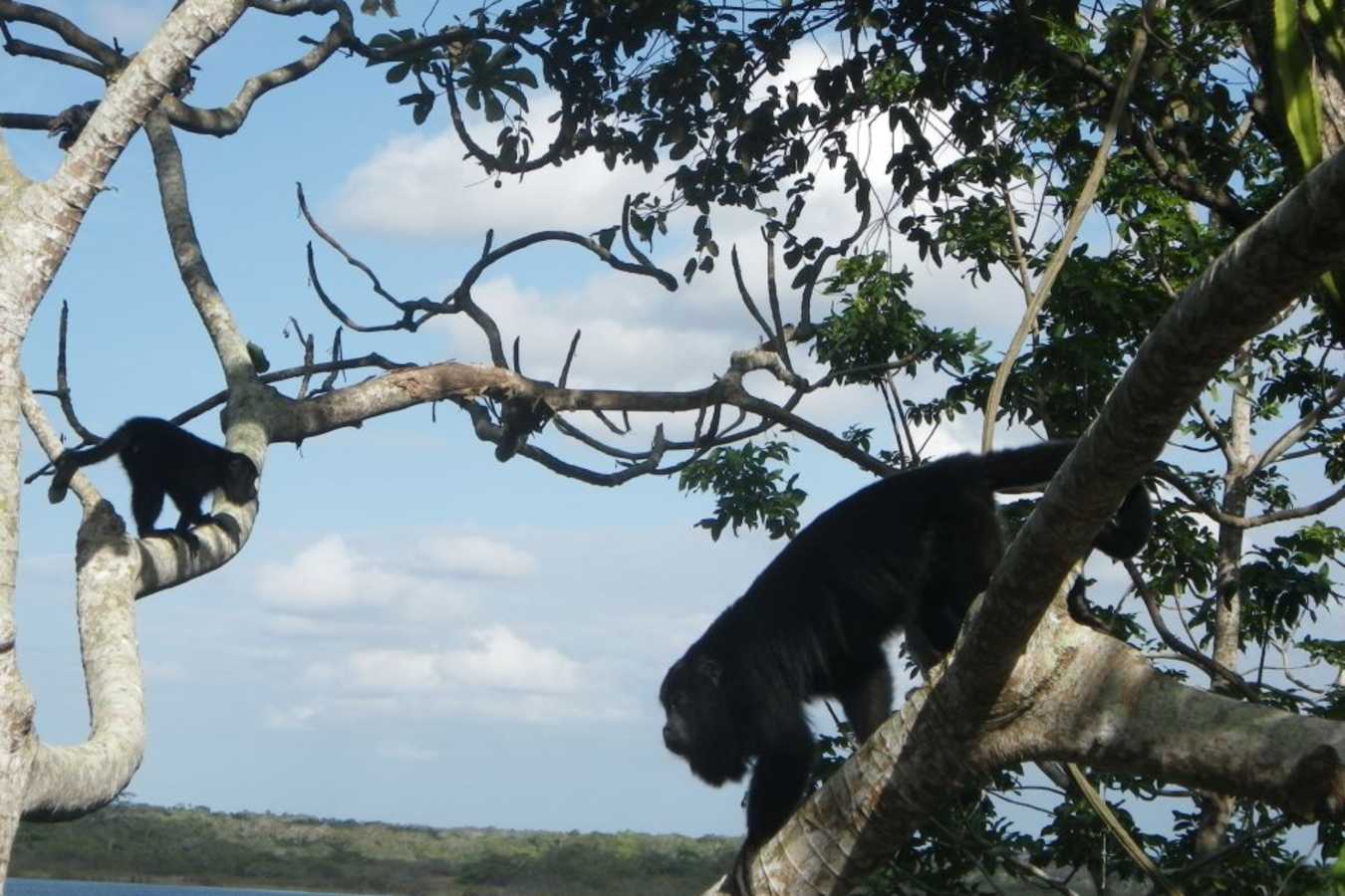 Lamanai Outpost Lodge- 6