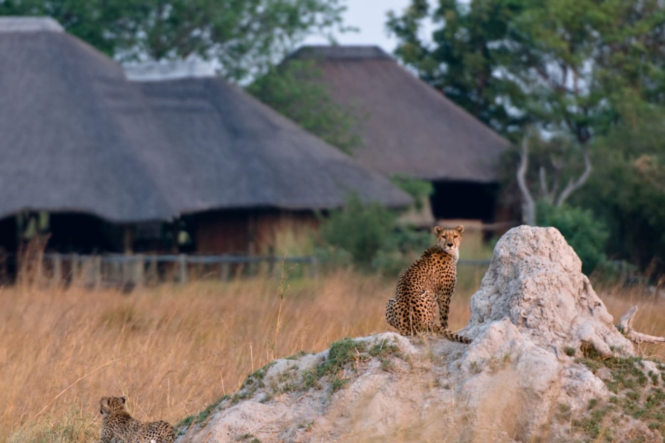 Wildlife 