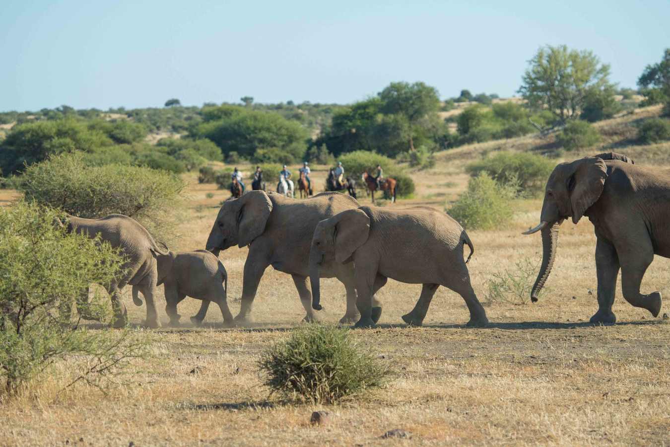 Mashatu Lodge- 27