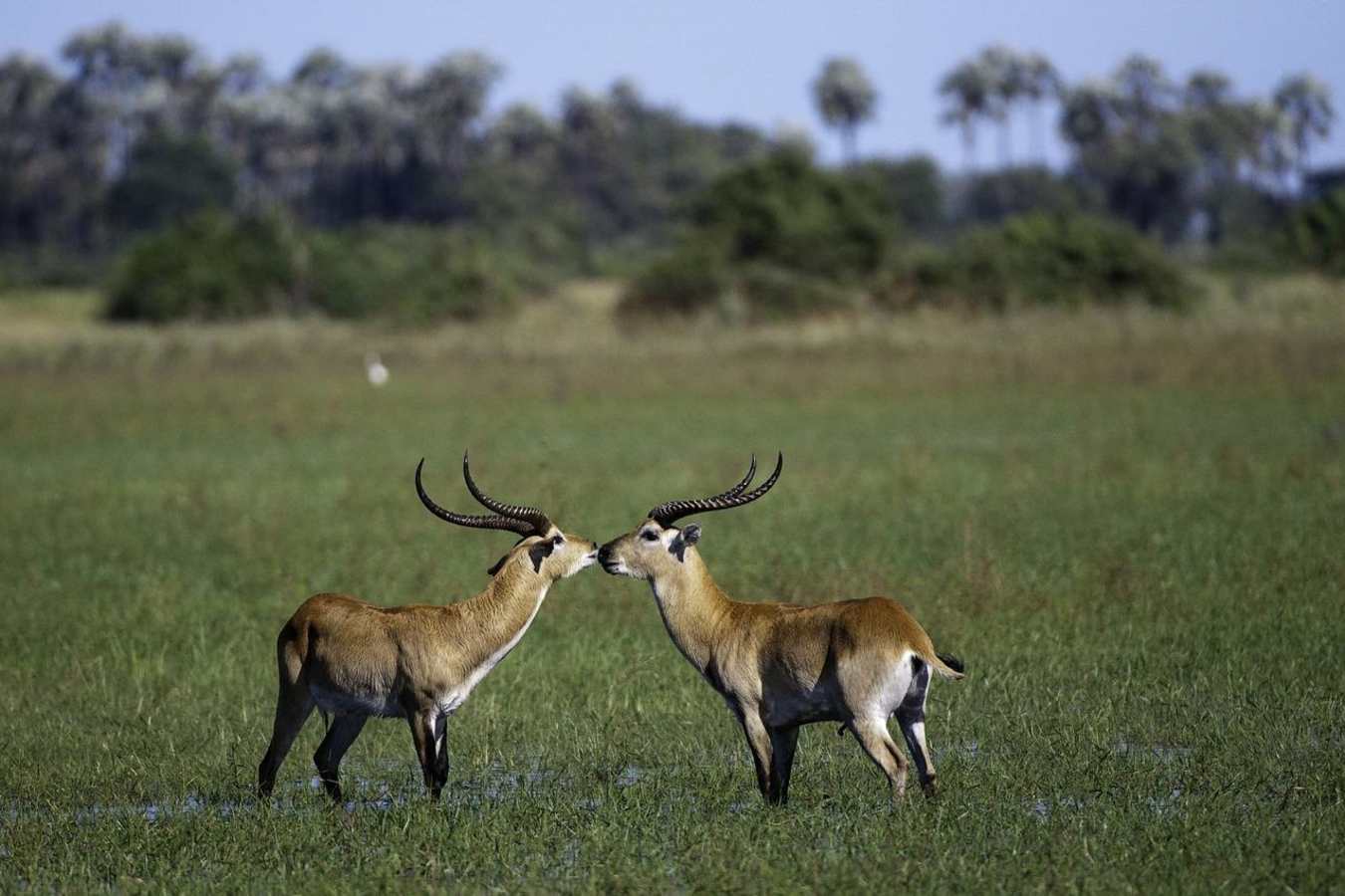 Lechwe - Mombo Camp