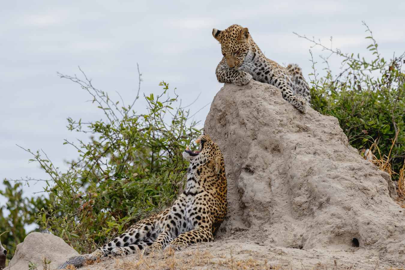 North Island Okavango- 19