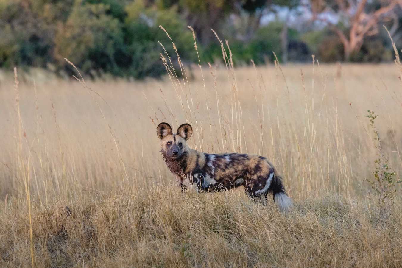 North Island Okavango- 24