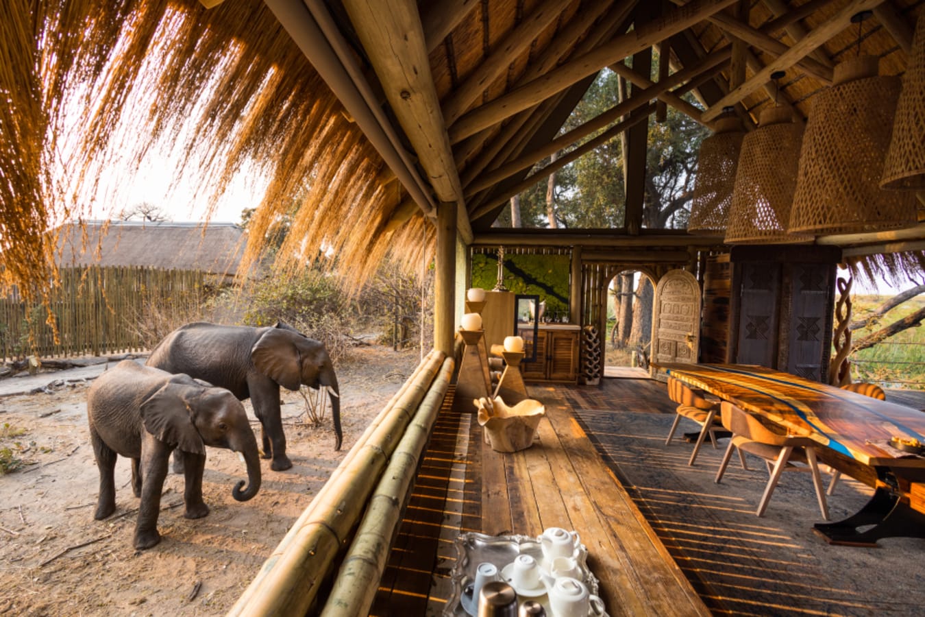 Elephants  