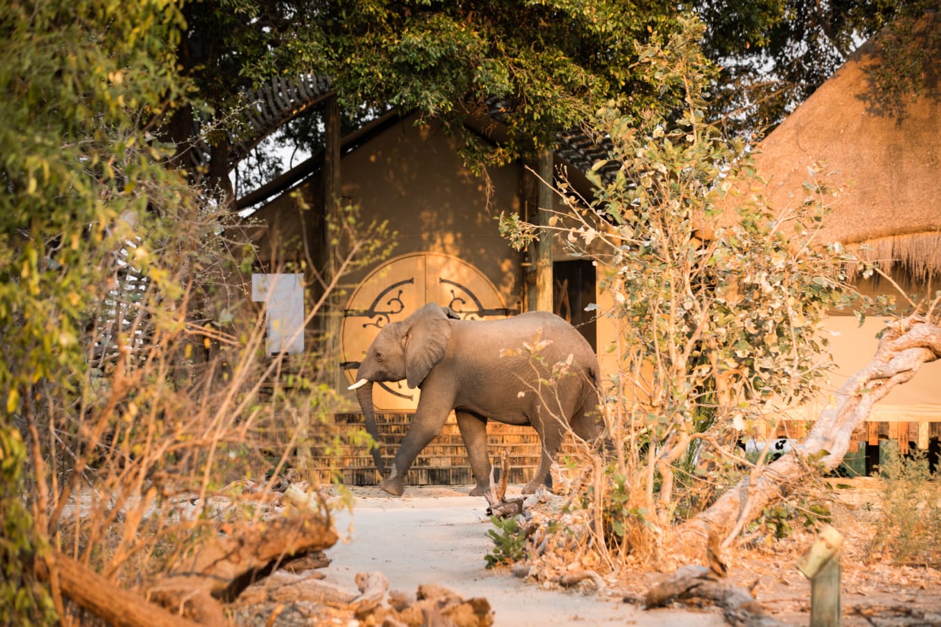 Elephant 