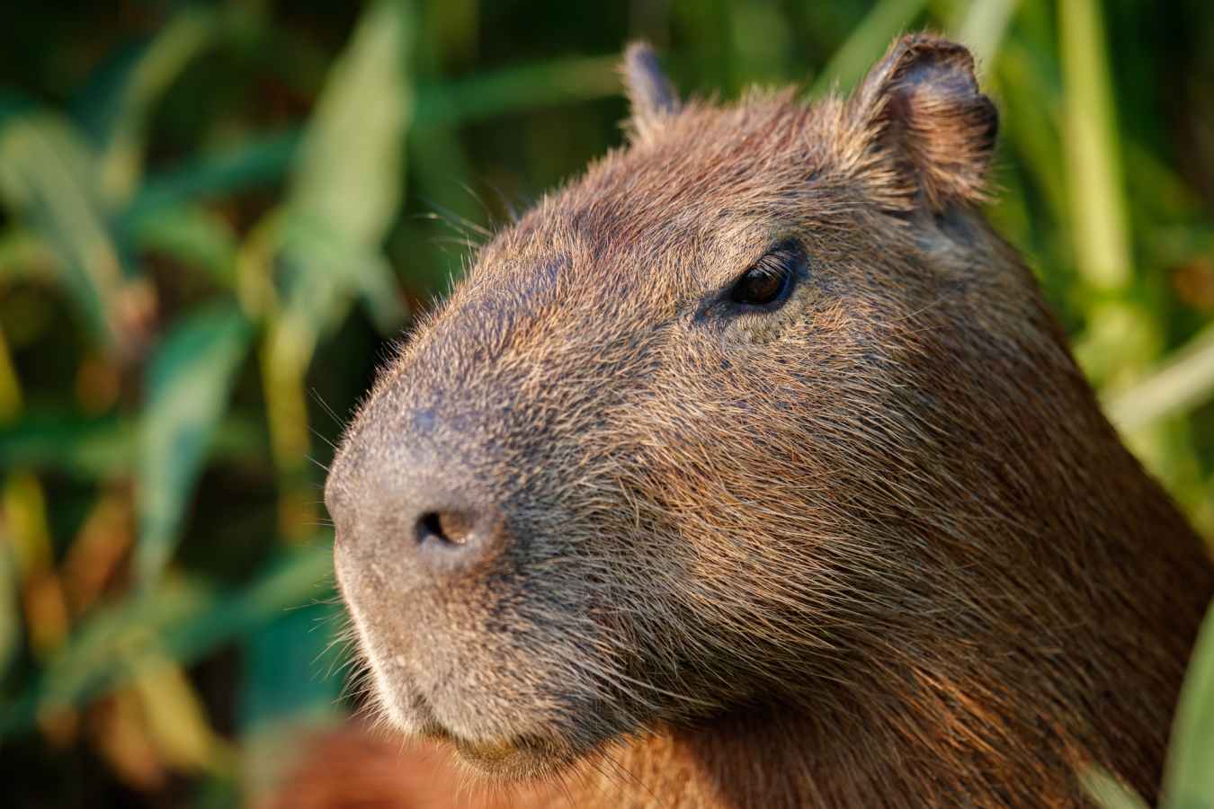 Wild Brazil Amazon  Pantanal Adventure 