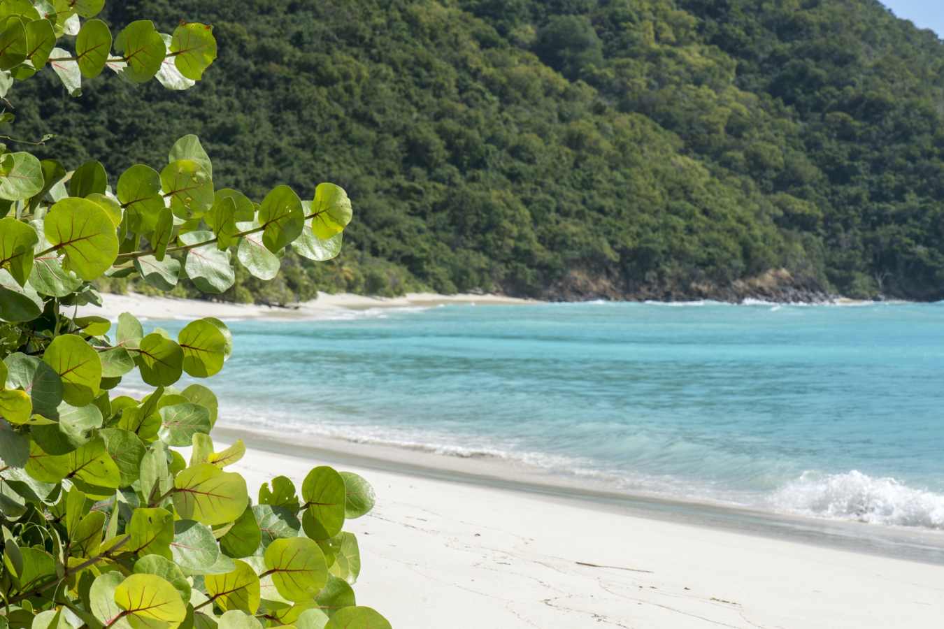 Guana Island  
