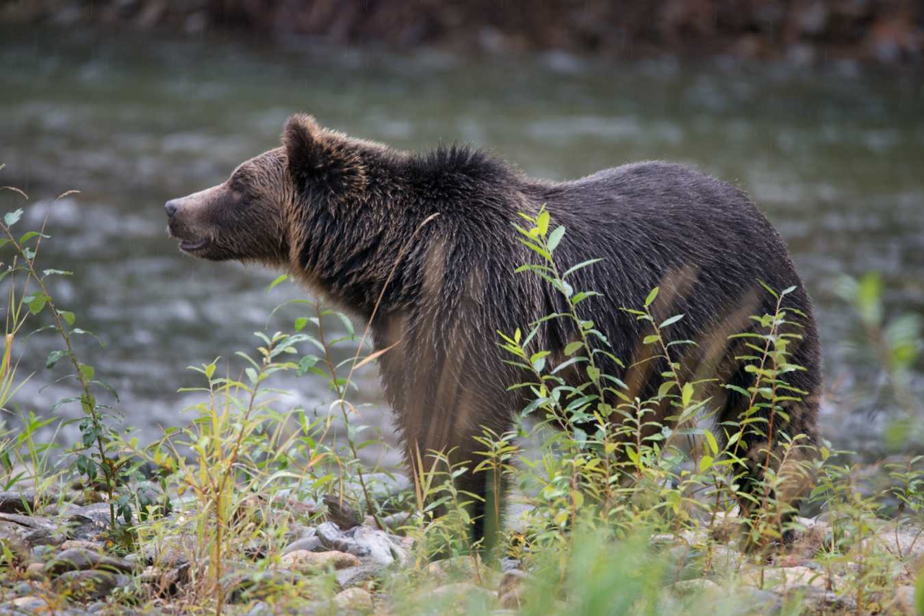 Bear 