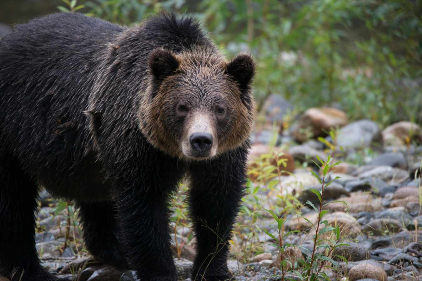 Bear 