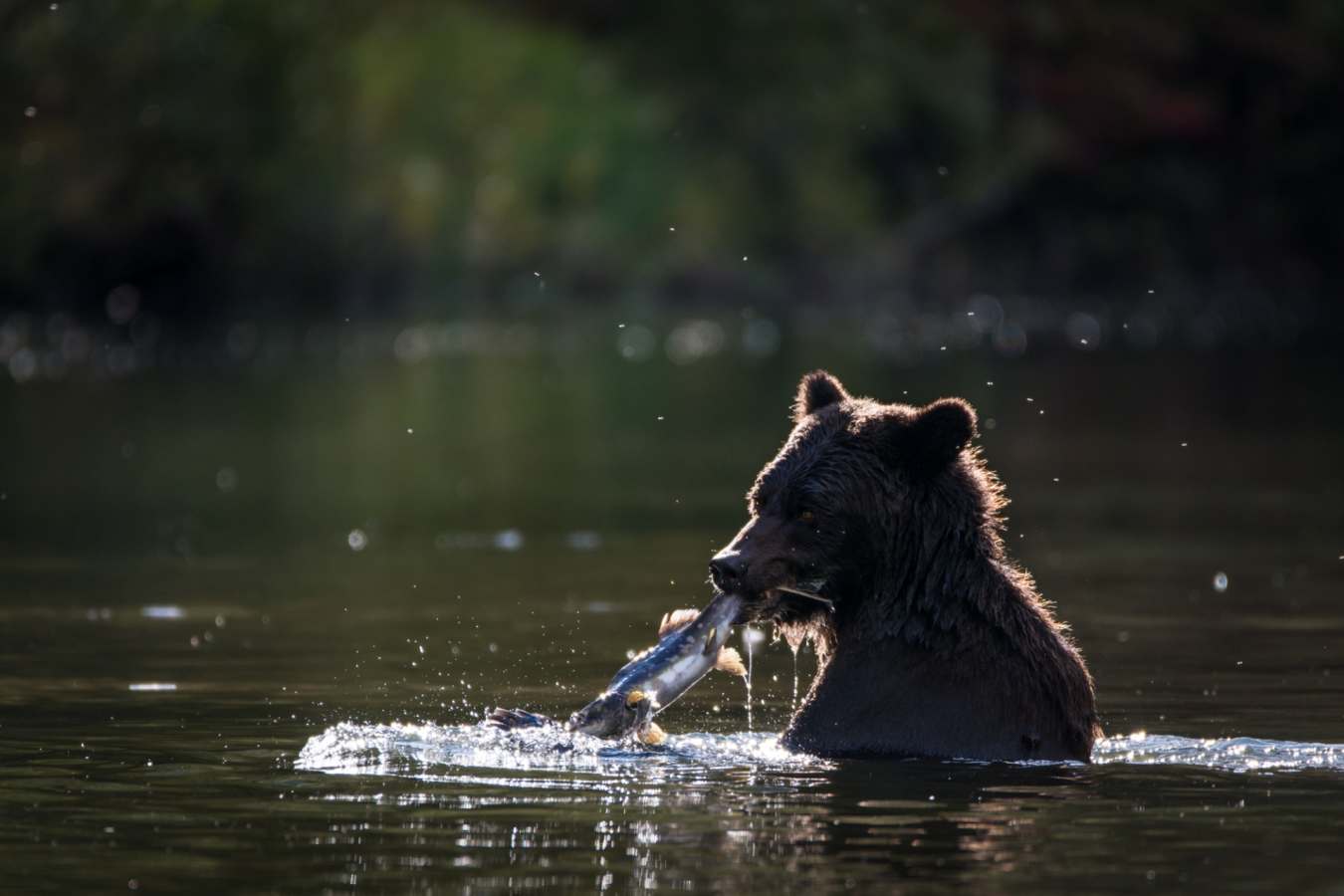 Bear 