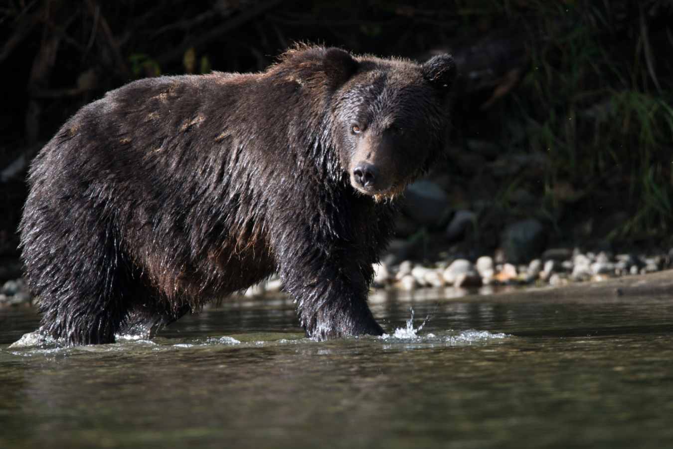Bear 