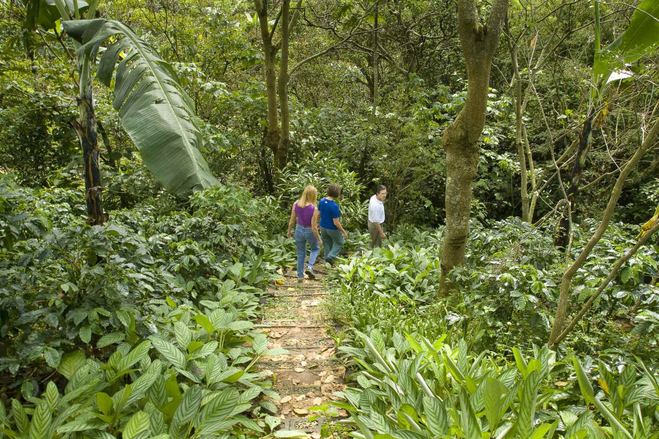 Coffee walk - Finca Rosa Blanca Country Inn