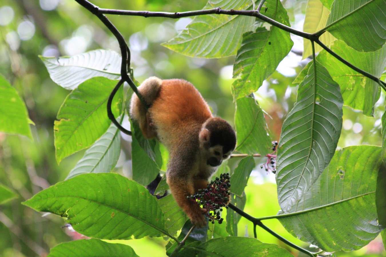 Active Costa Rica 