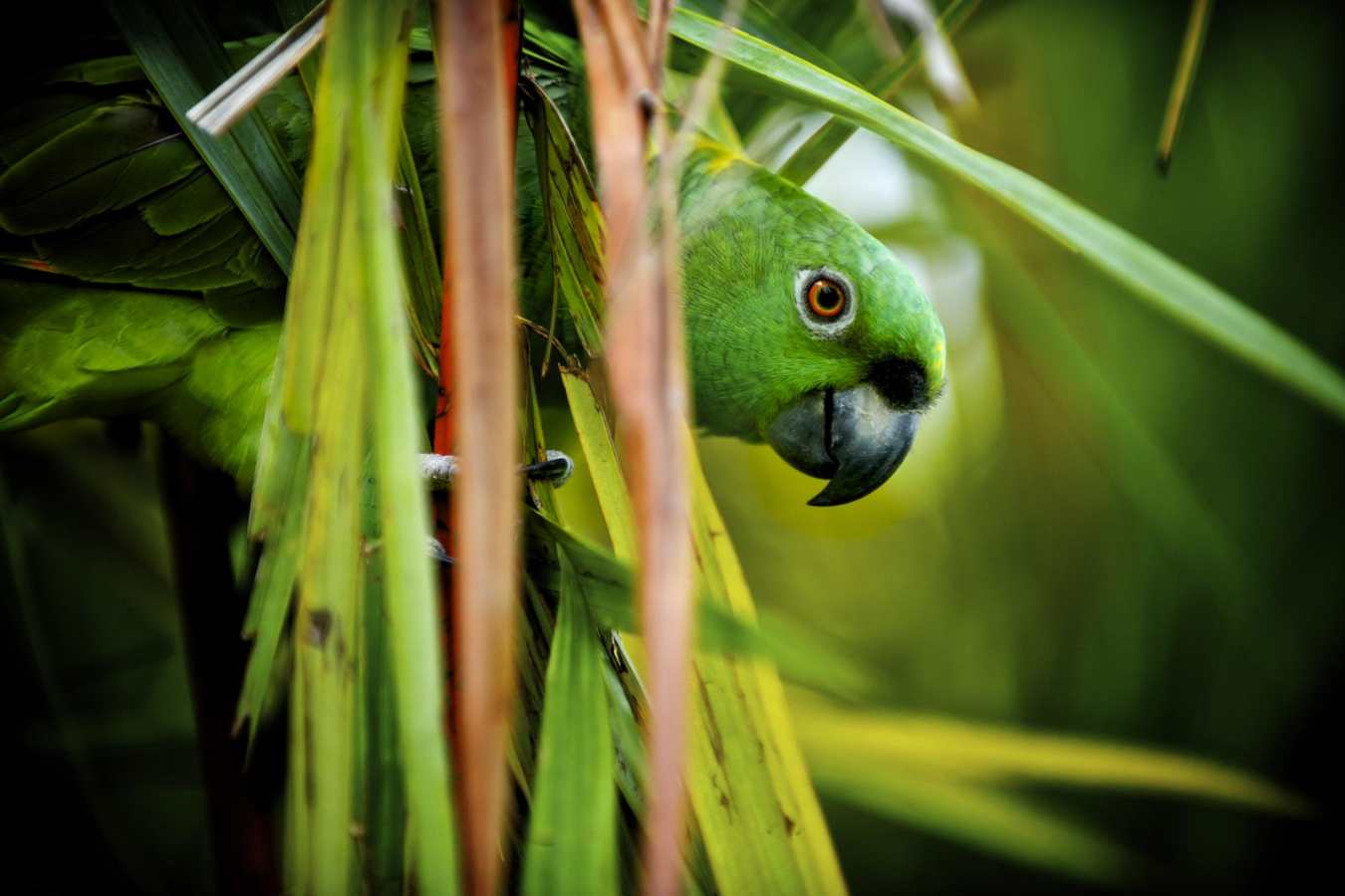 Active Costa Rica 