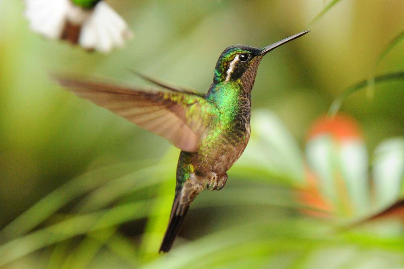 Ultimate Costa Rica 