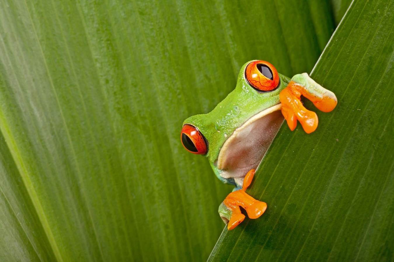 Ultimate Costa Rica 