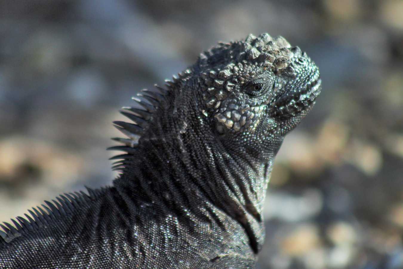 Marine Iguana  - M/V Origin Galapagos