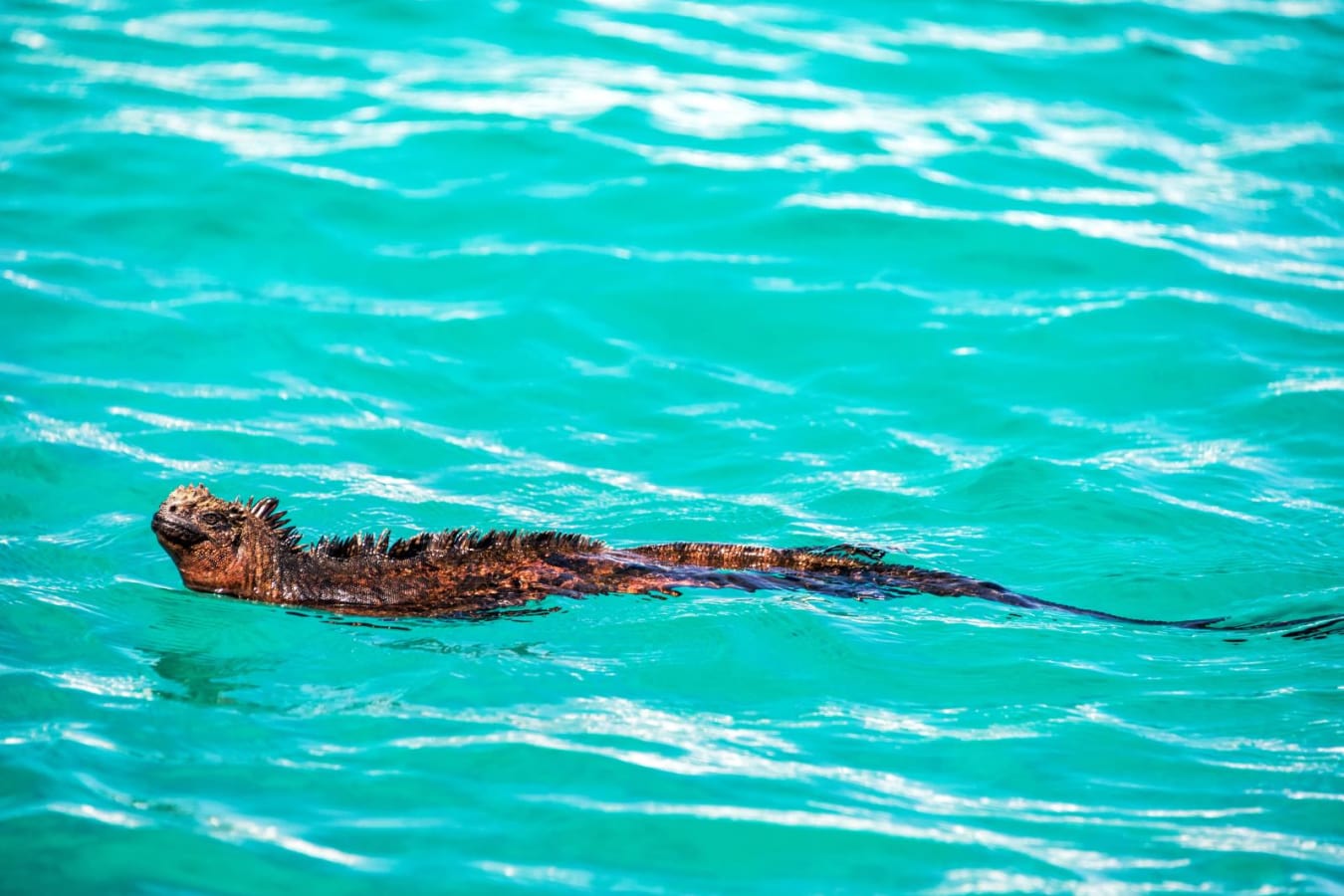 Ecuador and Galapagos with Kids 